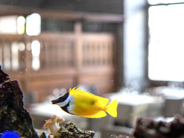 L'Auberge Aquarium de L'Auberge